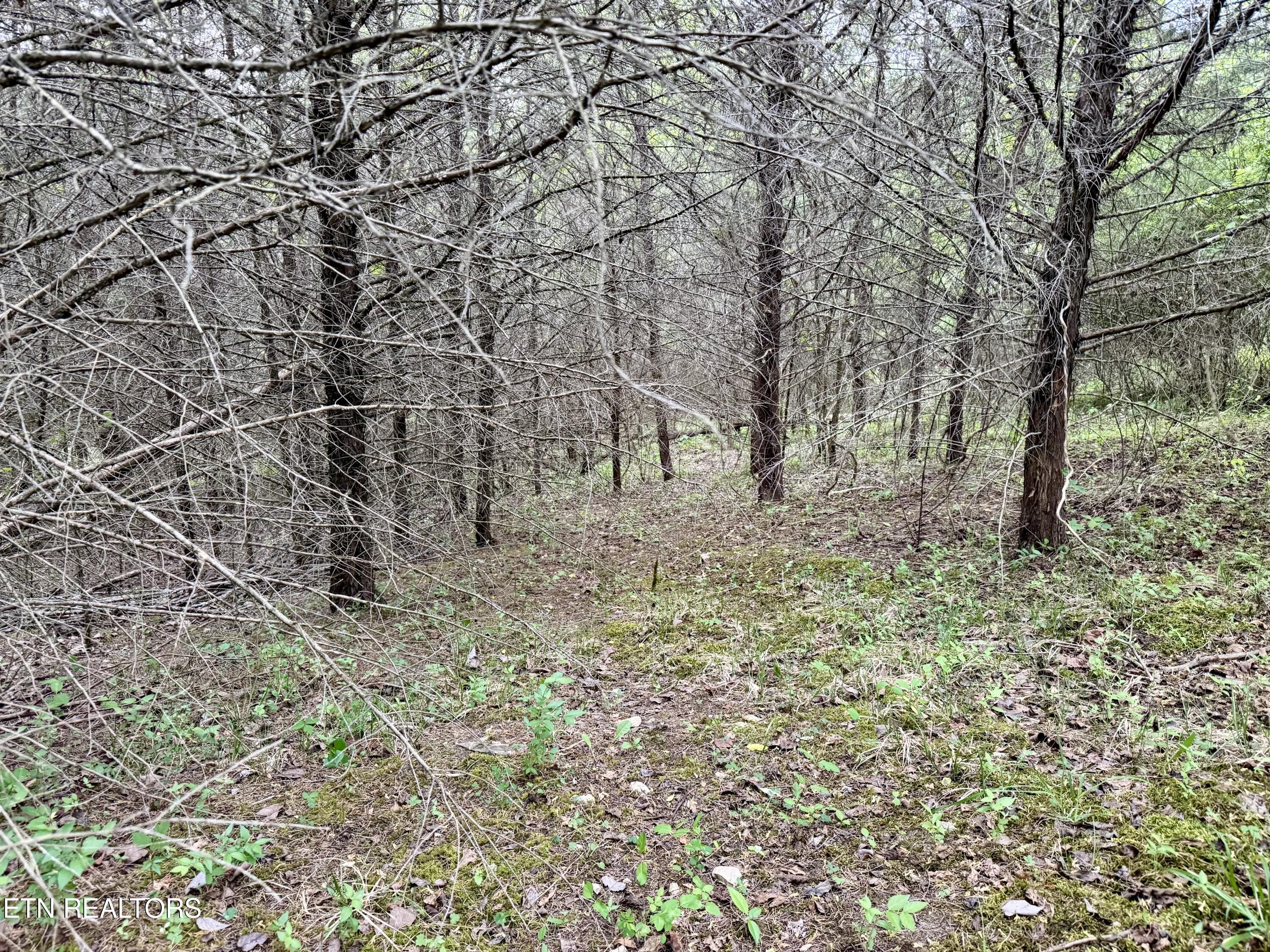 Wedge Way Tazewell, TN 37879 - Photo 2 of 29 Lot 206 Wedge Way