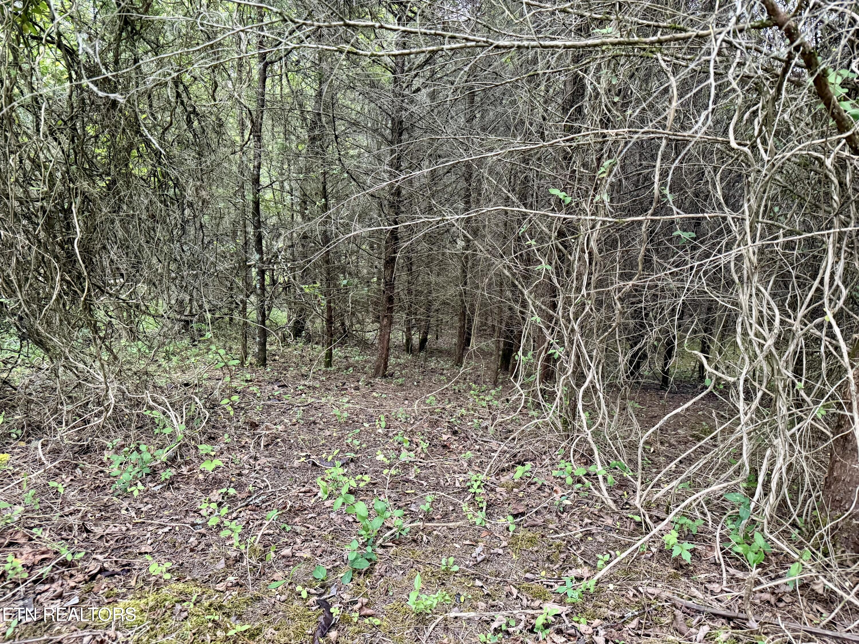 Wedge Way Tazewell, TN 37879 - Photo 5 of 29 Lot 206 Wedge Way