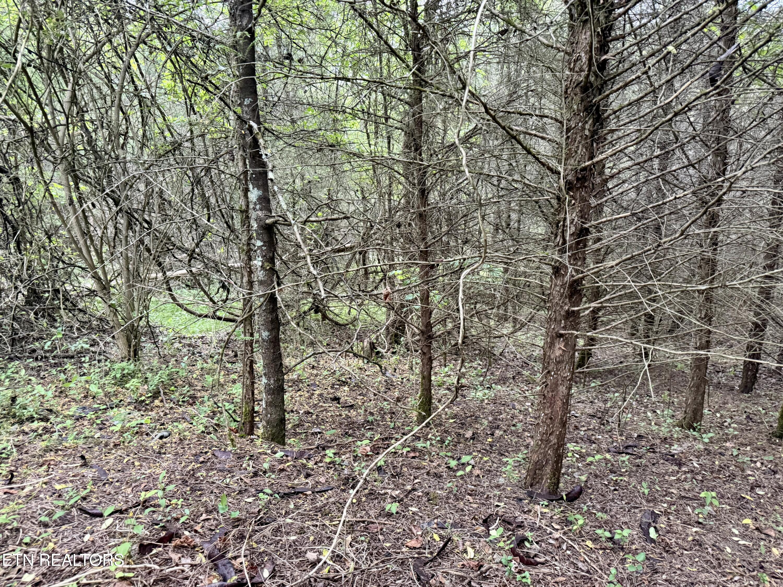 Wedge Way Tazewell, TN 37879 - Photo 7 of 29 Lot 206 Wedge Way