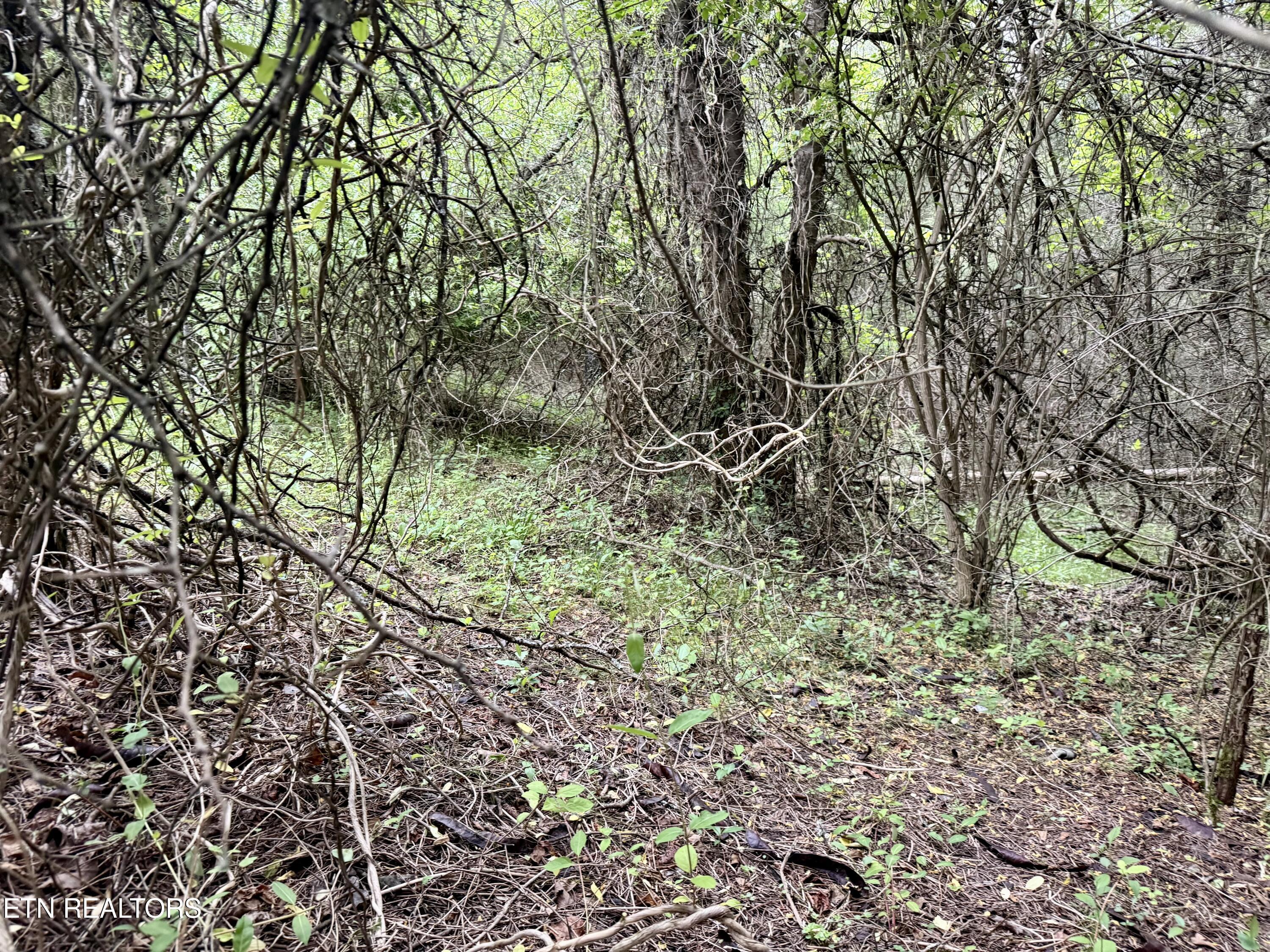 Wedge Way Tazewell, TN 37879 - Photo 8 of 29 Lot 206 Wedge Way