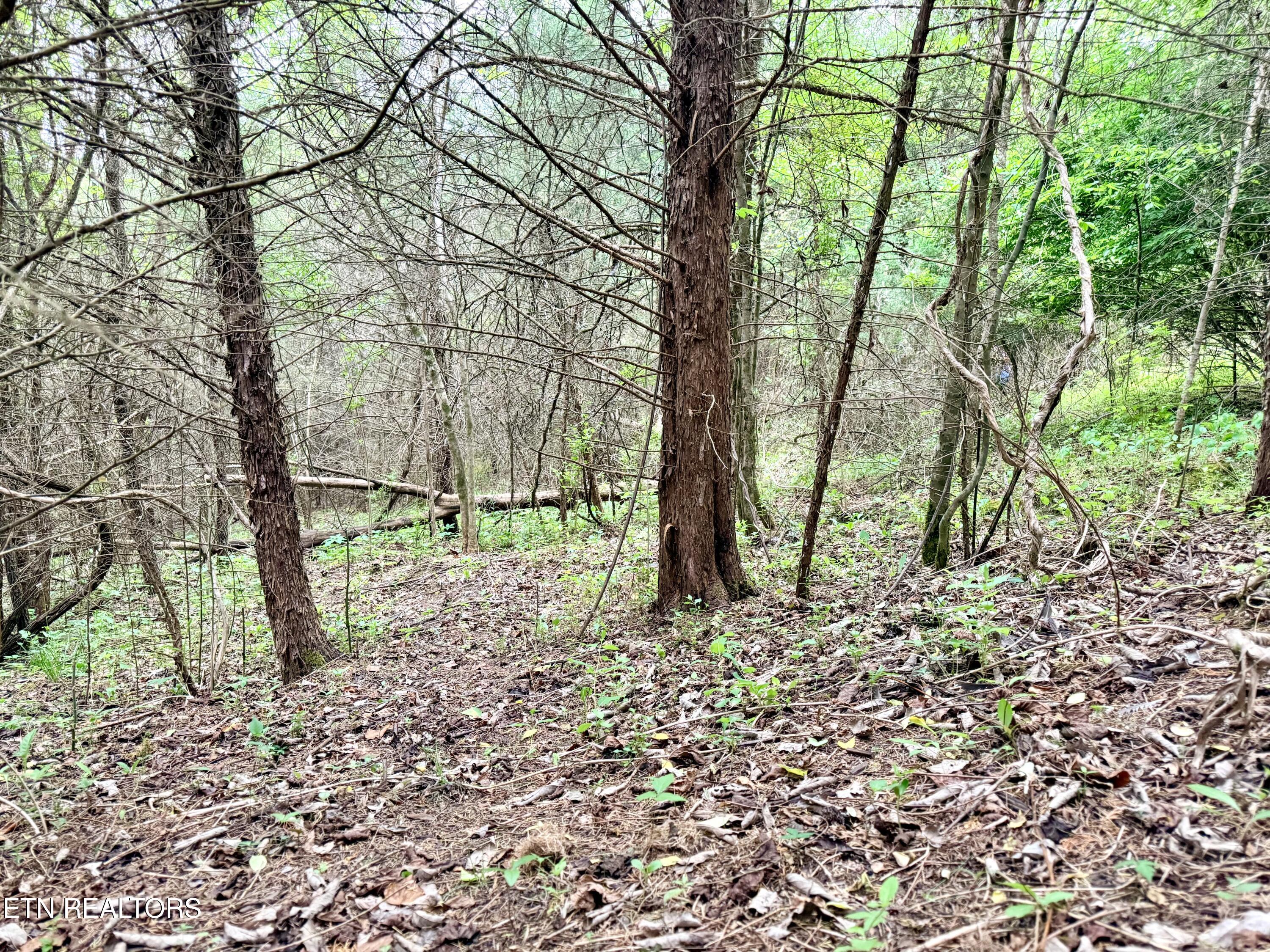 Wedge Way Tazewell, TN 37879 - Photo 9 of 29 Lot 206 Wedge Way