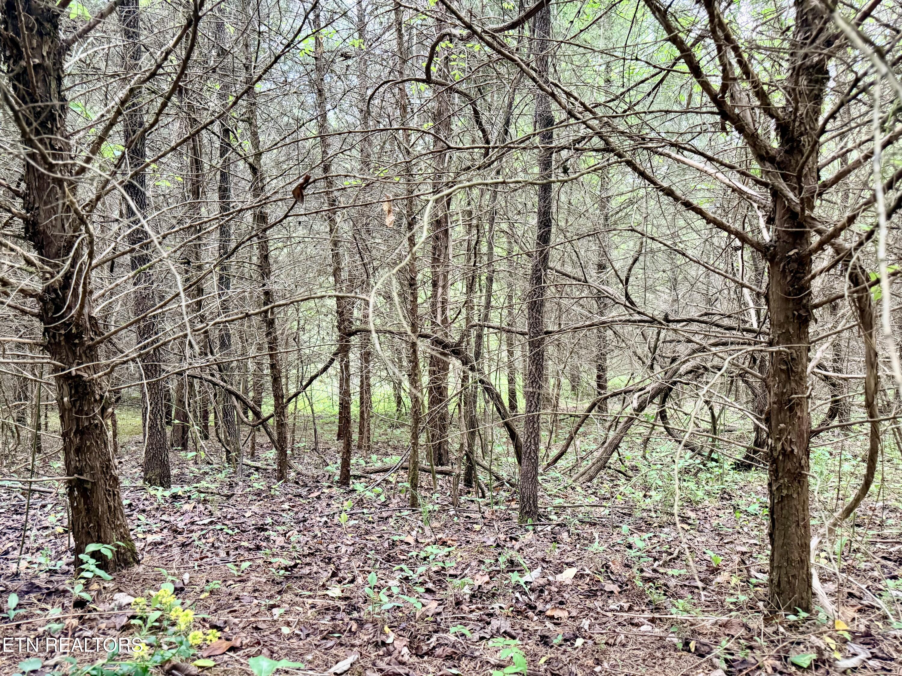 Wedge Way Tazewell, TN 37879 - Photo 10 of 29 Lot 206 Wedge Way