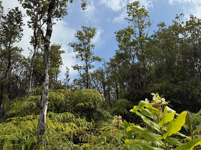 2 Palainui Street Pahoa, HI 96778 - Photo 16 of 16