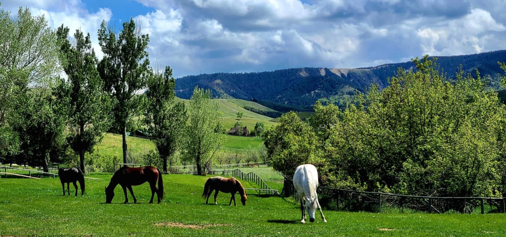 354 Bird Farm Road Sheridan, WY 82801 - Photo 10 of 51 HorsesViews