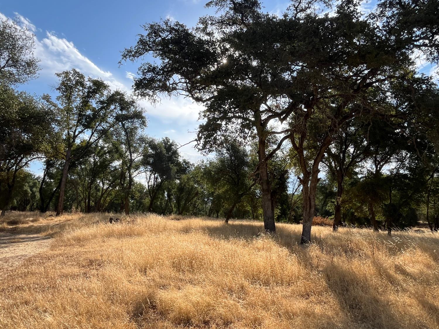 29600 McCourtney Road Grass Valley, CA 95949 - Photo 14 of 35 a view of snow covered with trees