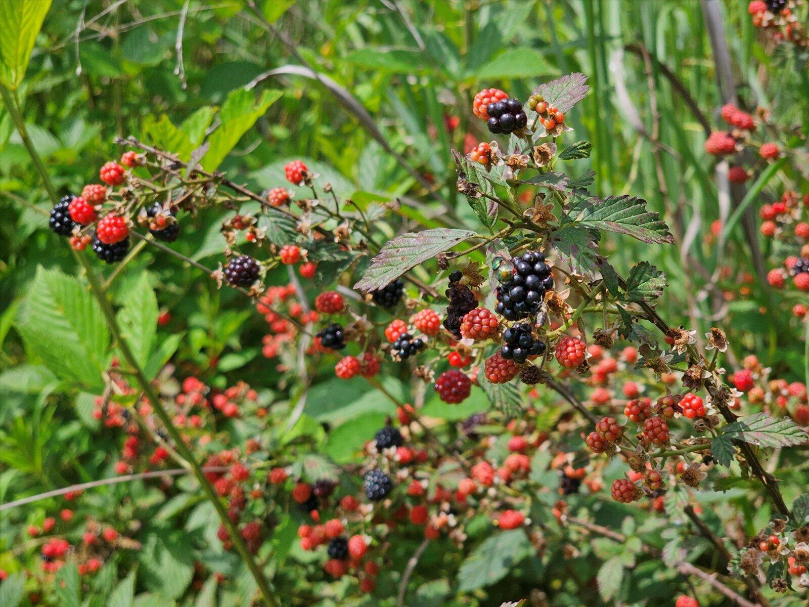 853 Dedmon Road Ringgold, GA 30736 - Photo 42 of 42 42-20250618_120439