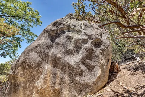 a close up of a tree