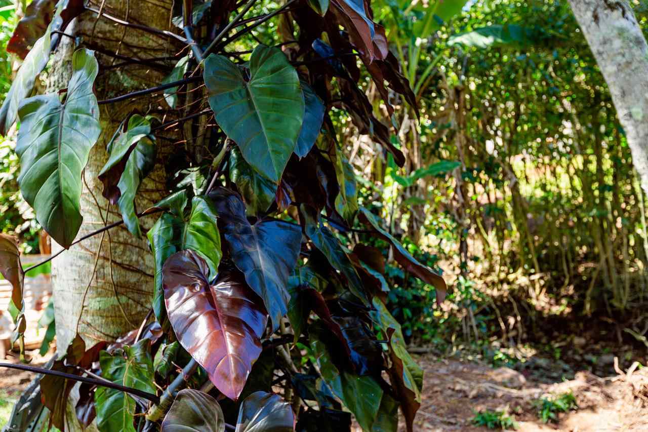 2665 Kaupakalua Road Haiku, HI 96708 - Photo 20 of 25 a picture of tree