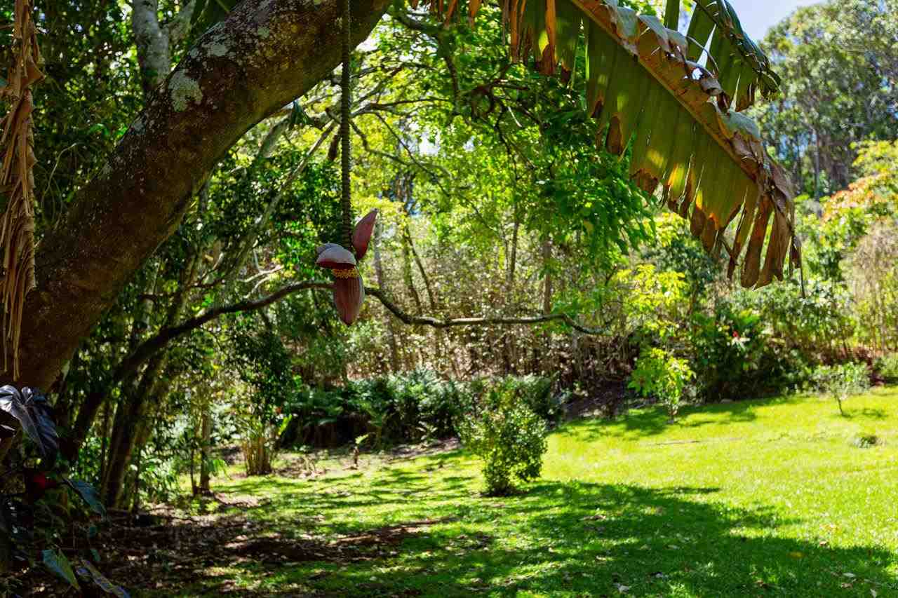 2665 Kaupakalua Road Haiku, HI 96708 - Photo 21 of 25 a view of yard with swimming pool and green space