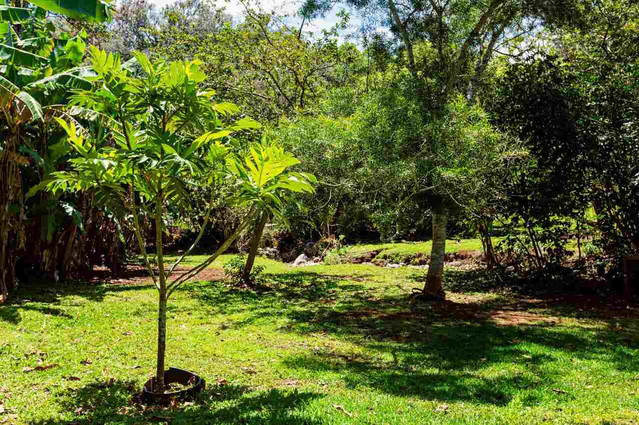 2665 Kaupakalua Road Haiku, HI 96708 - Photo 23 of 25 a backyard of a house with lots of green space