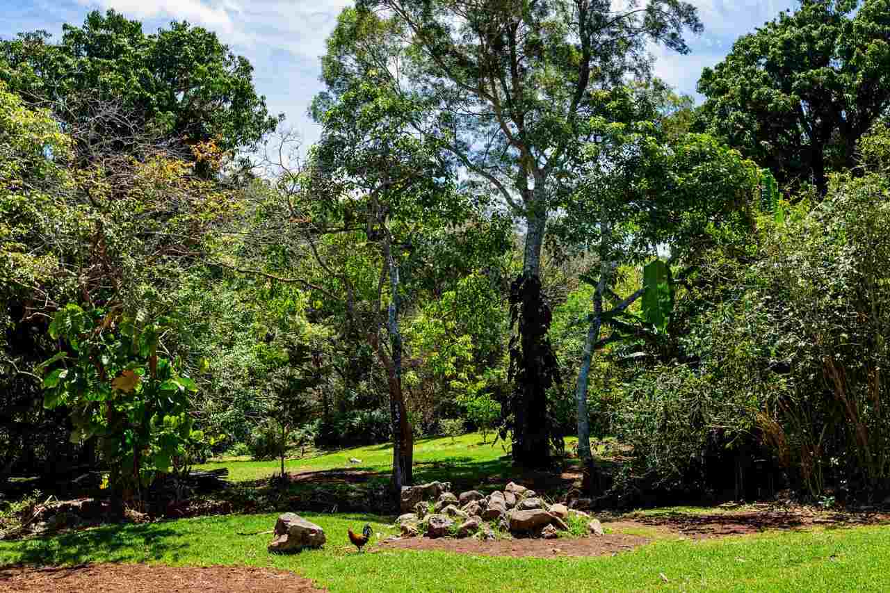 2665 Kaupakalua Road Haiku, HI 96708 - Photo 24 of 25 a view of green field with covered with trees