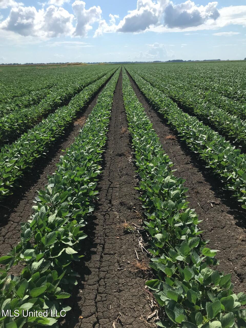 Soybean pic