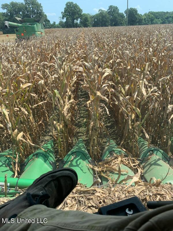 Corn Pic