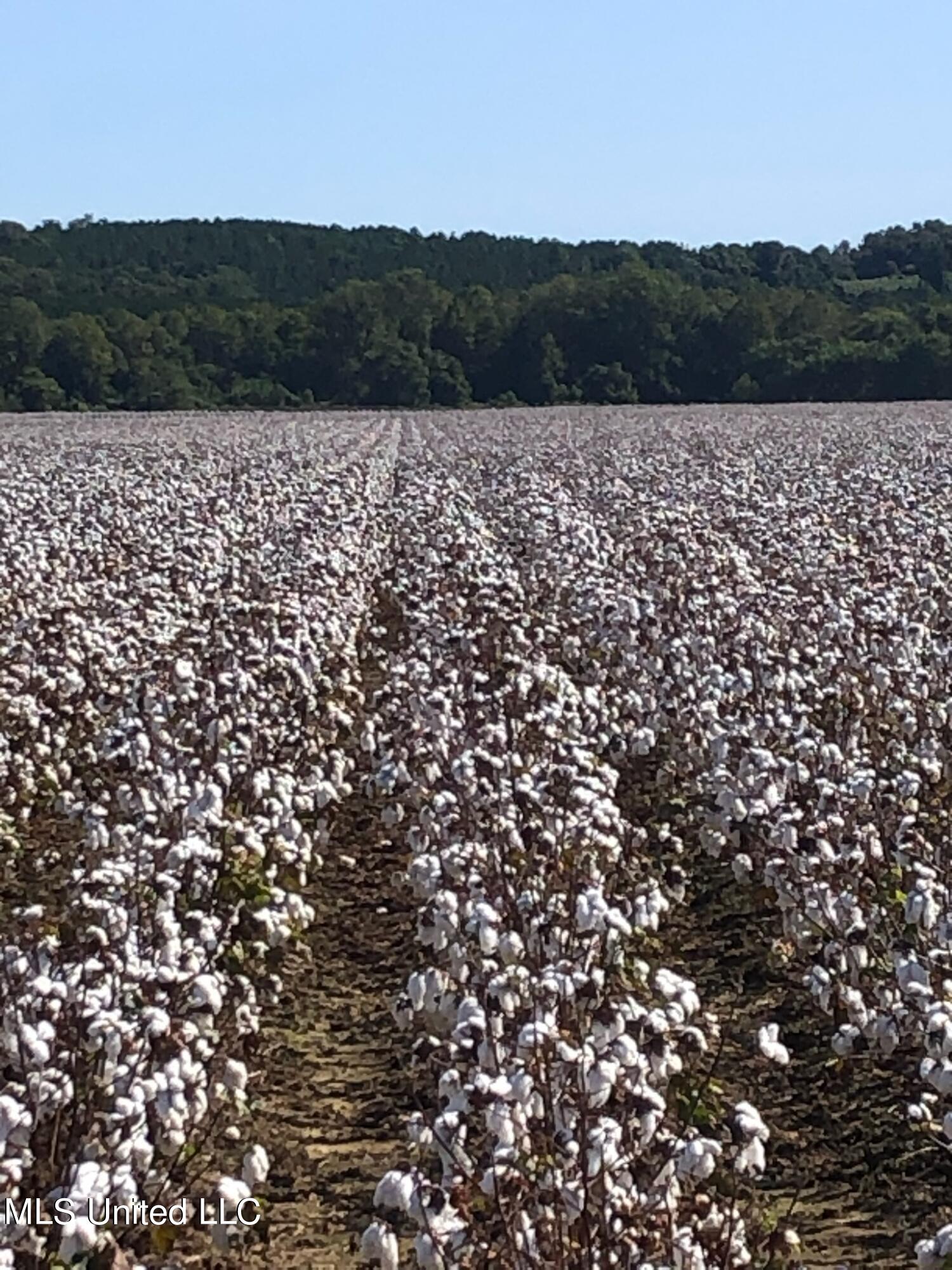 open cotton pic