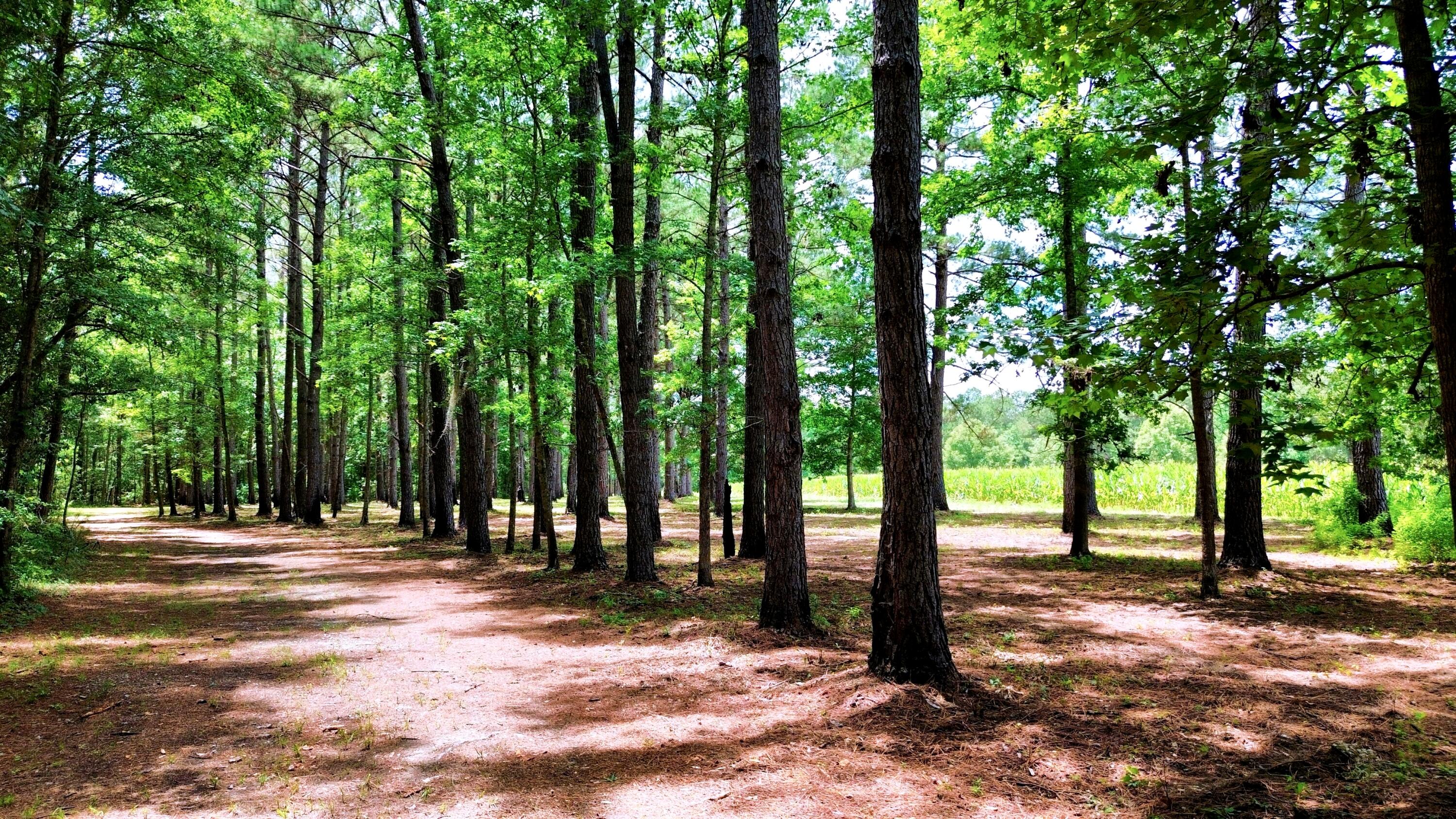 1970 Cross Swamp Road Islandton, SC 29929 - Photo 137 of 150