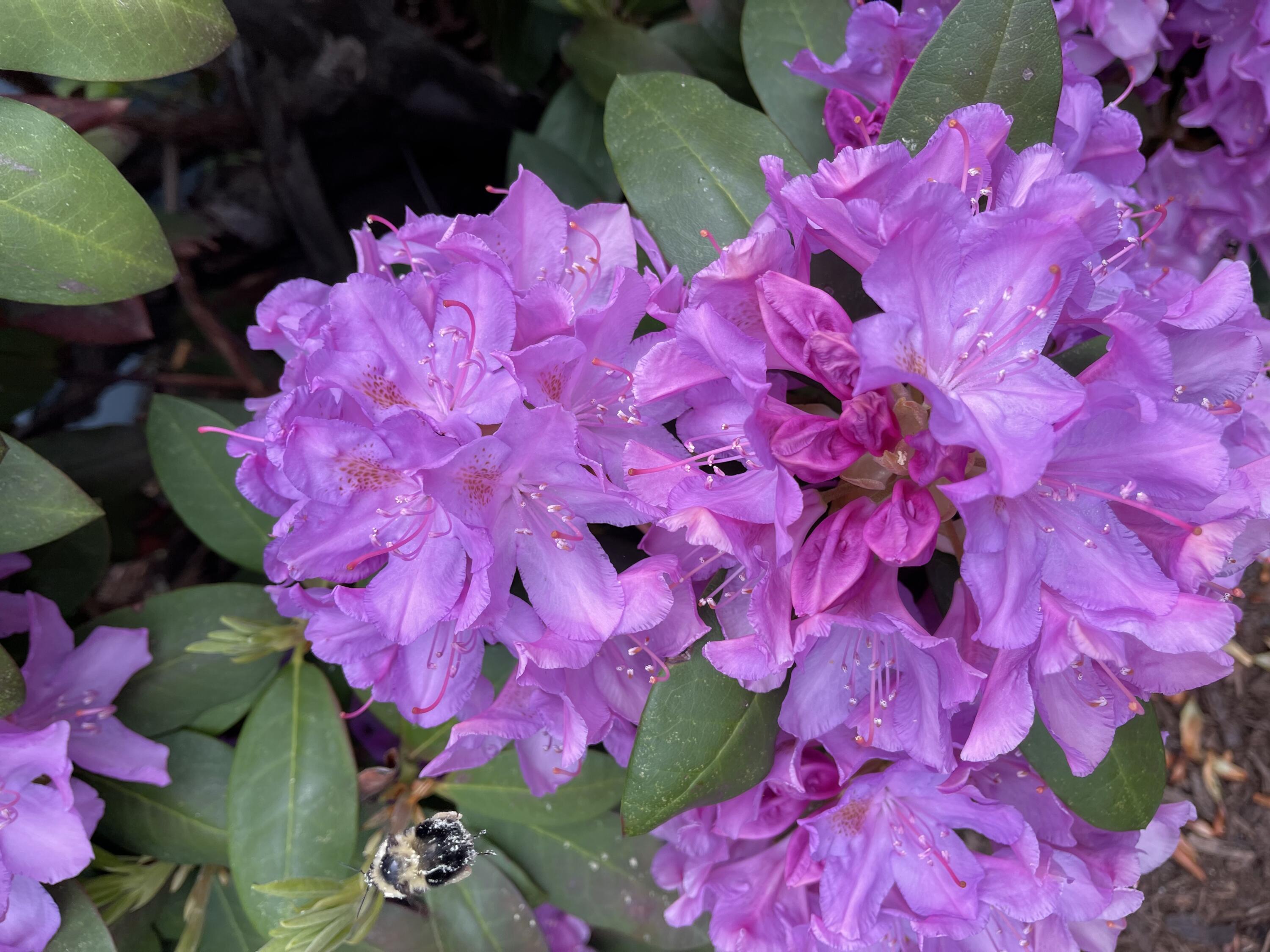 25 Day Road Garland, ME 04939 - Photo 32 of 92 Rhododendron