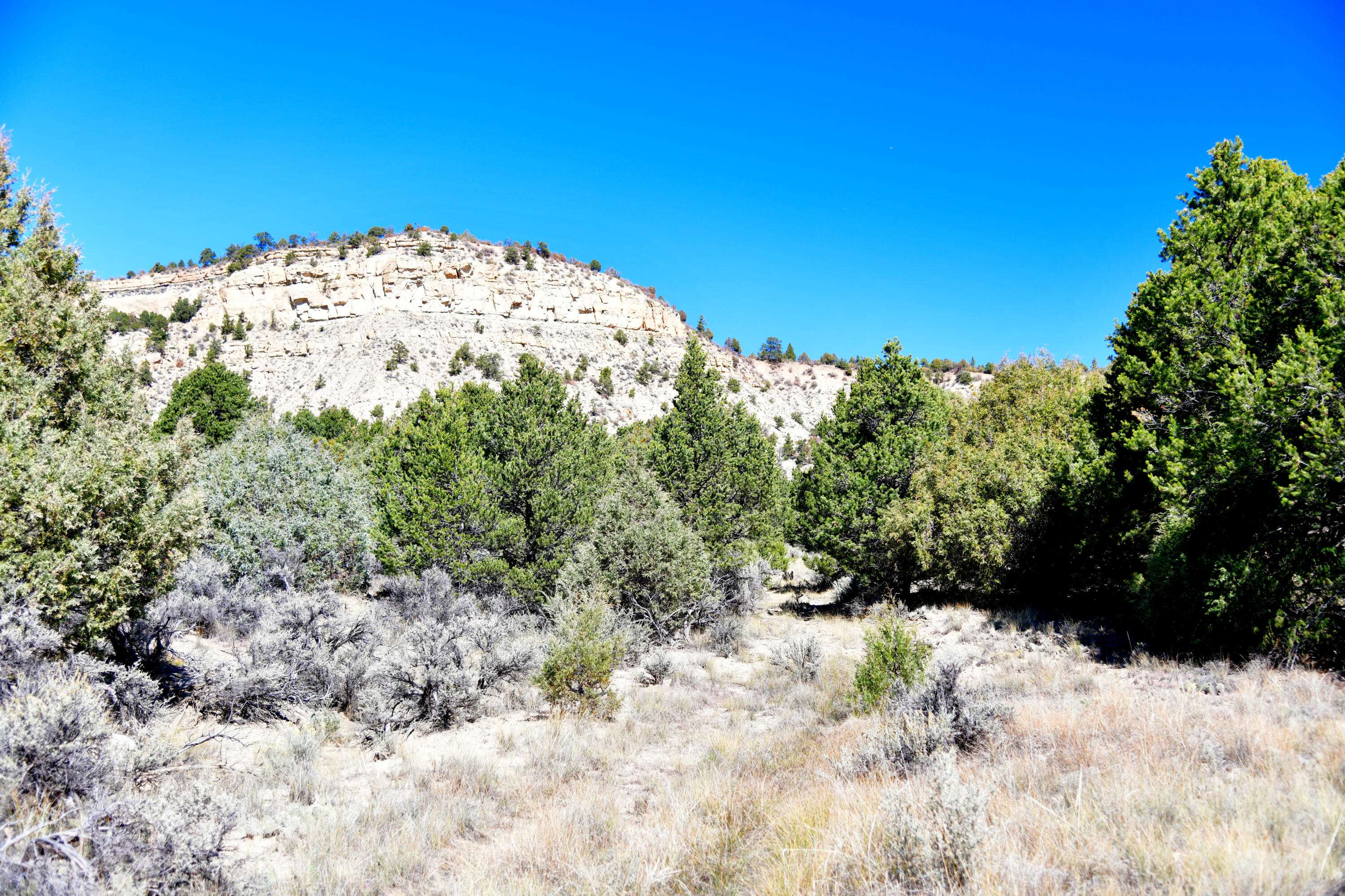 South And Ranch West Cebolla, NM 87518 - Photo 15 of 42 Gallery Image 15