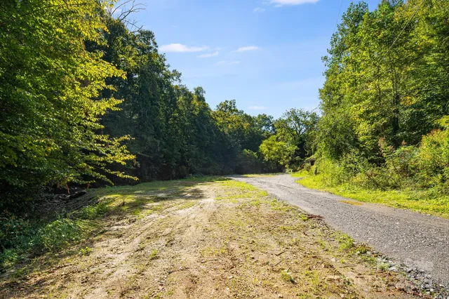 a view of a forest with trees in the background