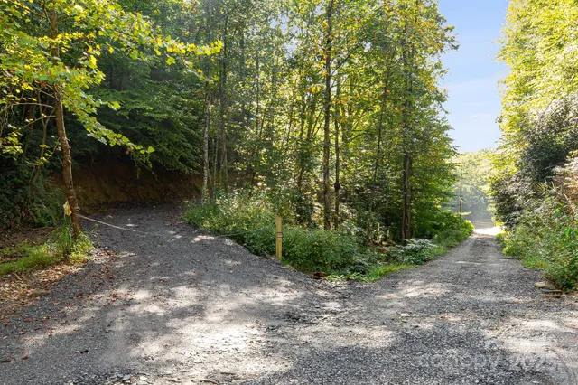 a view of a plants with yard