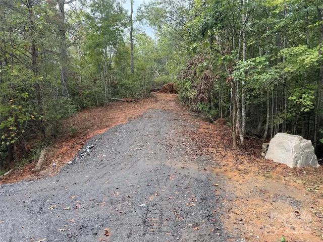 a view of a forest with trees in the background