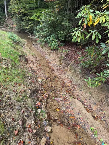 a view of a yard with plants and large trees