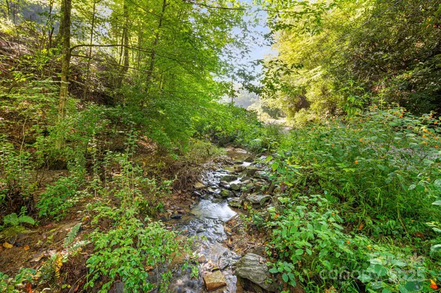 a view of a lush green forest
