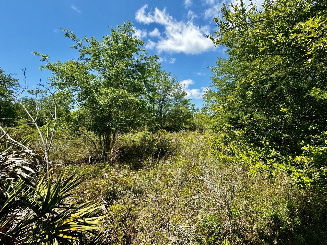 Vacant Vacant 62nd Road Lamont, FL 32336 - Photo 21 of 40