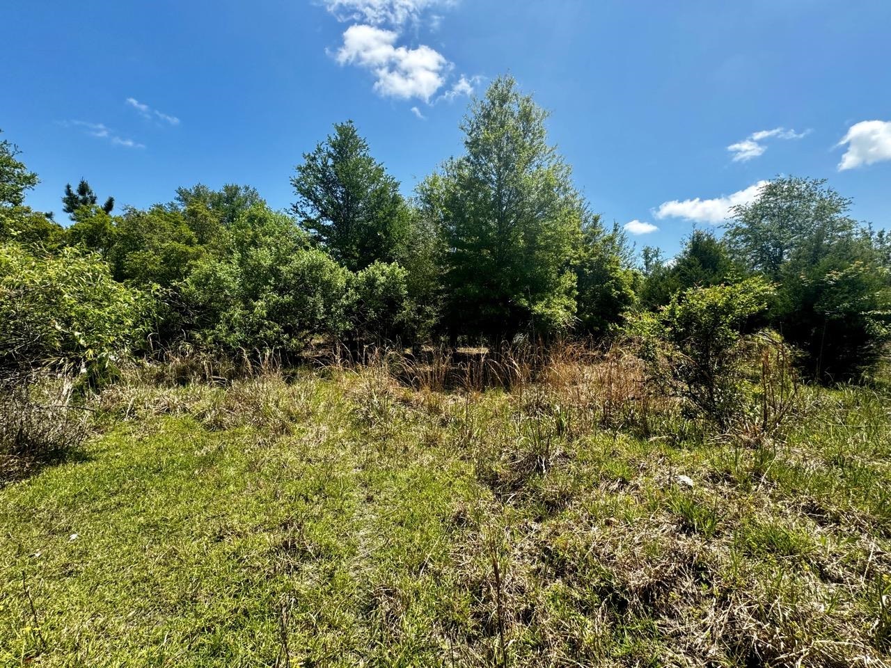 Vacant Vacant 62nd Road Lamont, FL 32336 - Photo 29 of 40