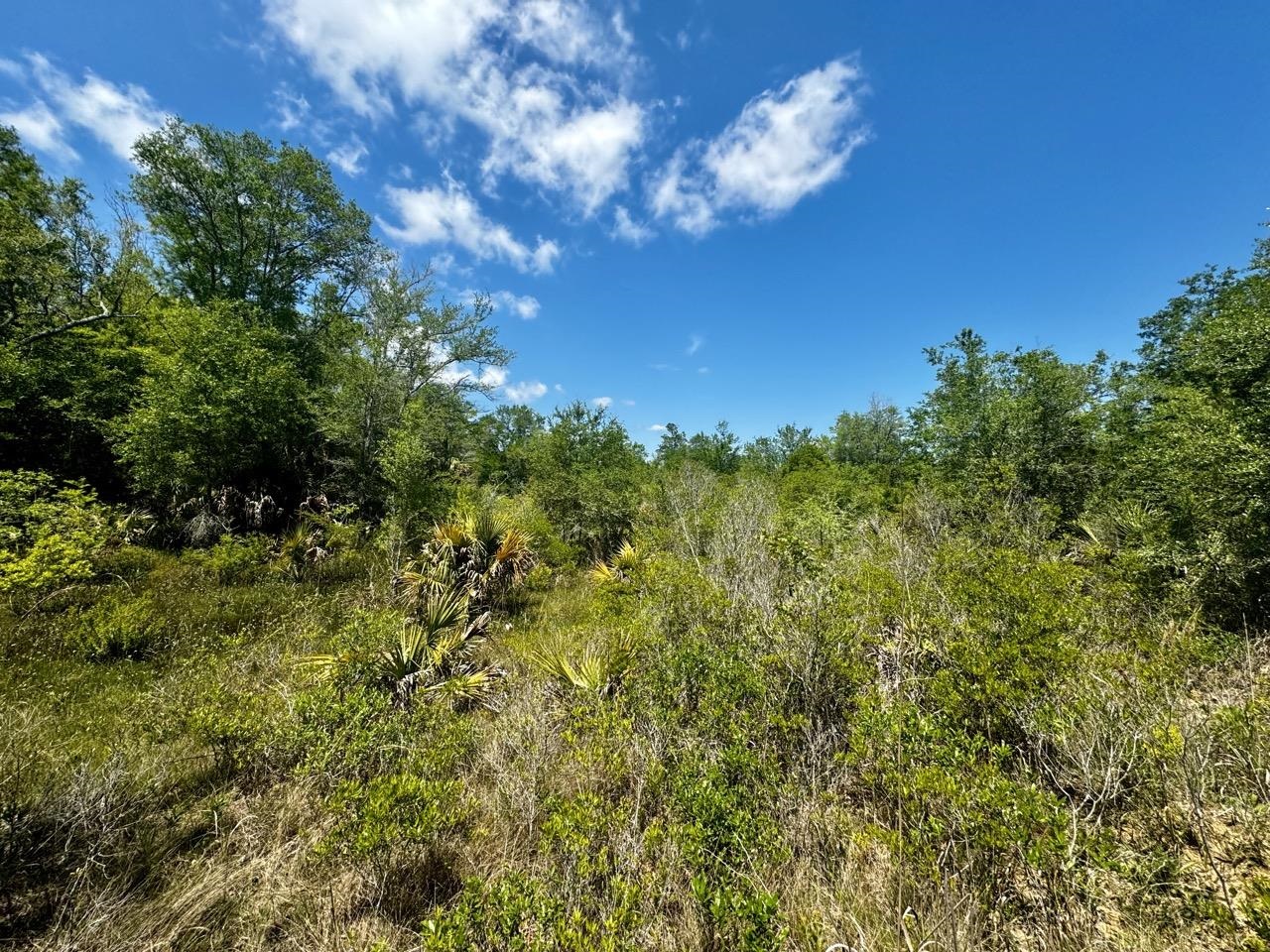 Vacant Vacant 62nd Road Lamont, FL 32336 - Photo 30 of 40