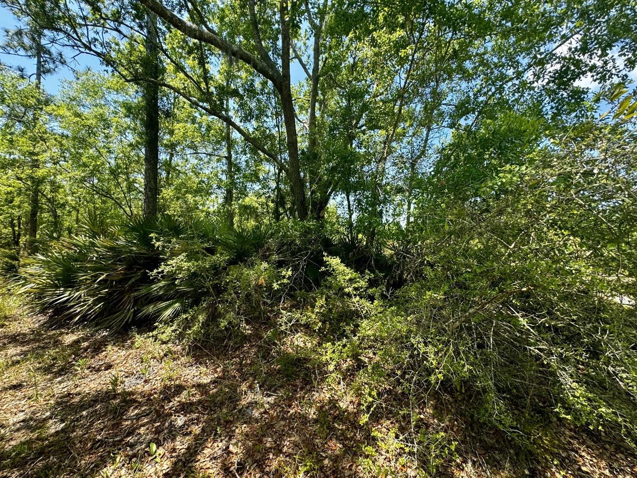 Vacant Vacant 62nd Road Lamont, FL 32336 - Photo 4 of 40