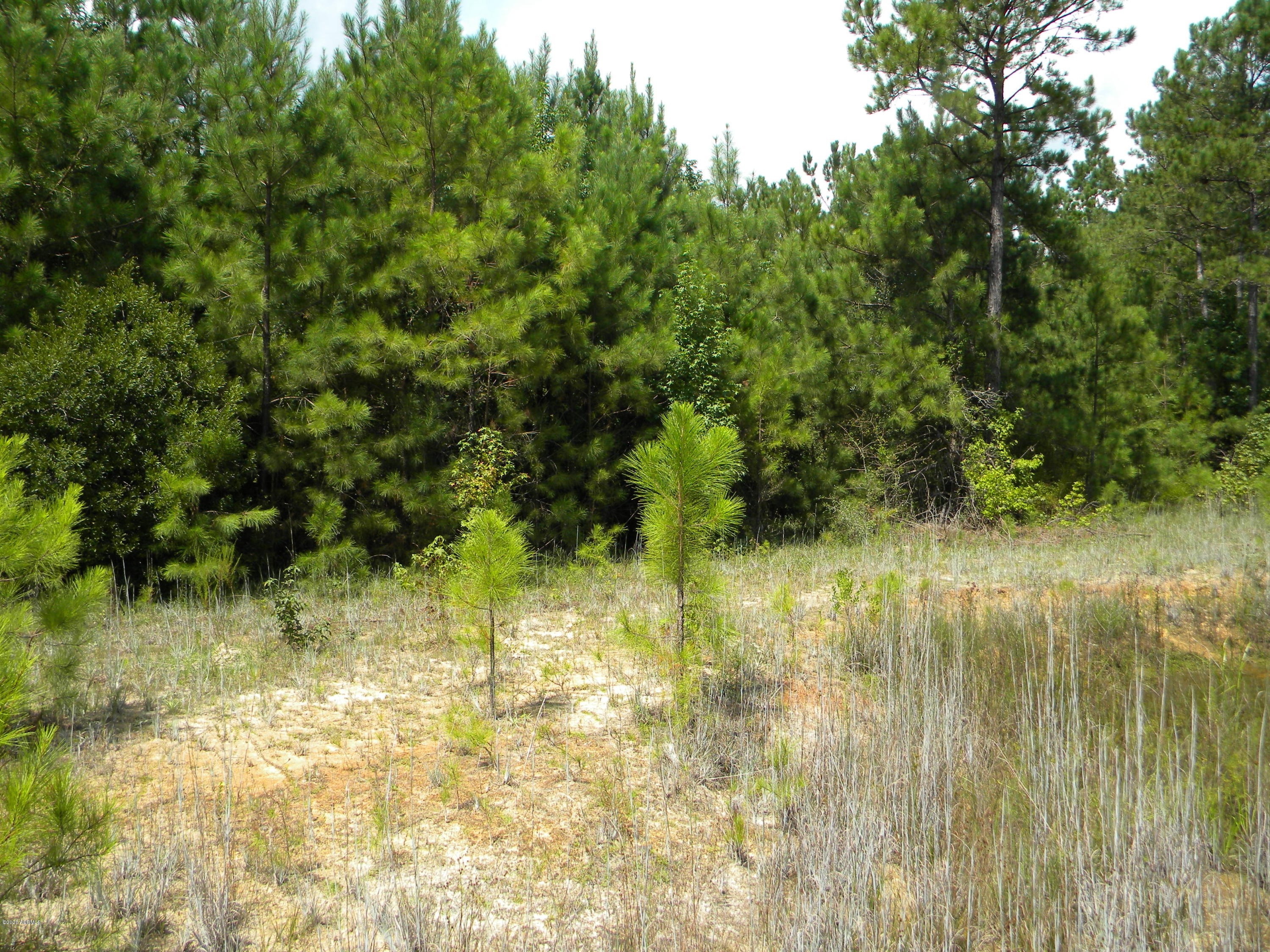 0 Alexander Road Yemassee, SC 29945 - Photo 4 of 5 DSCN4486