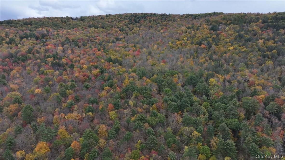 Huntley Hollow Road Delancey, NY 13752 - Photo 15 of 20 a view of a forest with trees in the background