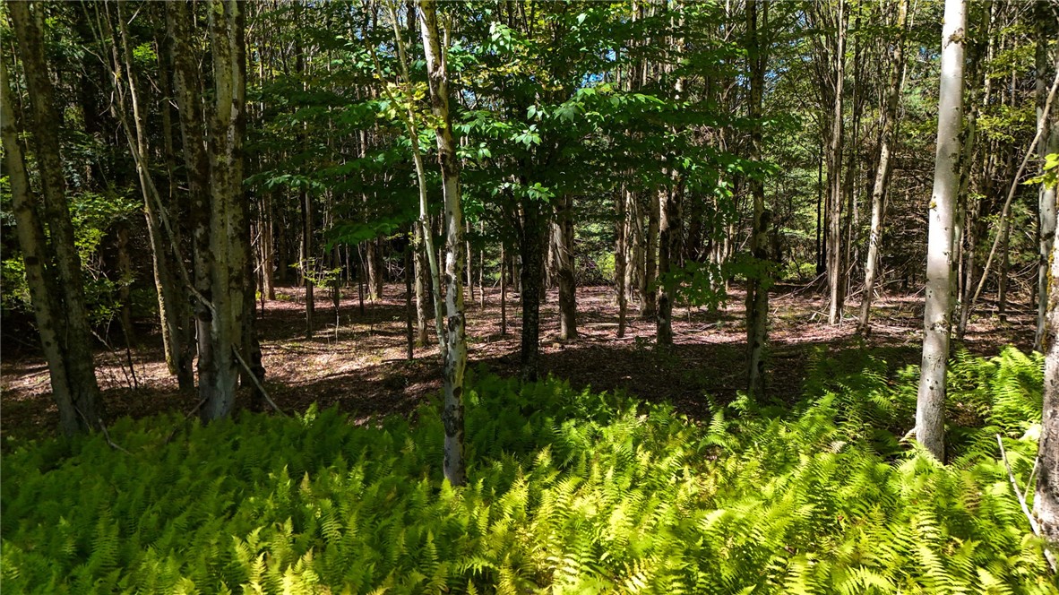 6 County Highway Laurens, NY 13796 - Photo 15 of 17 Wooded area