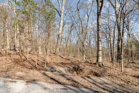 a view of a yard with trees