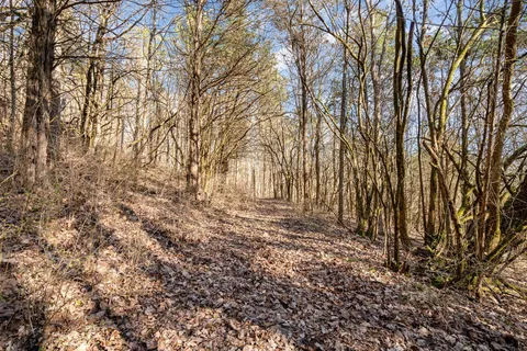 a view of yard with trees