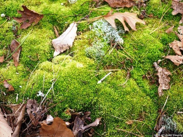 0 Jim's Road Mount Tremper, NY 12457 - Photo 23 of 34 Photo 23
