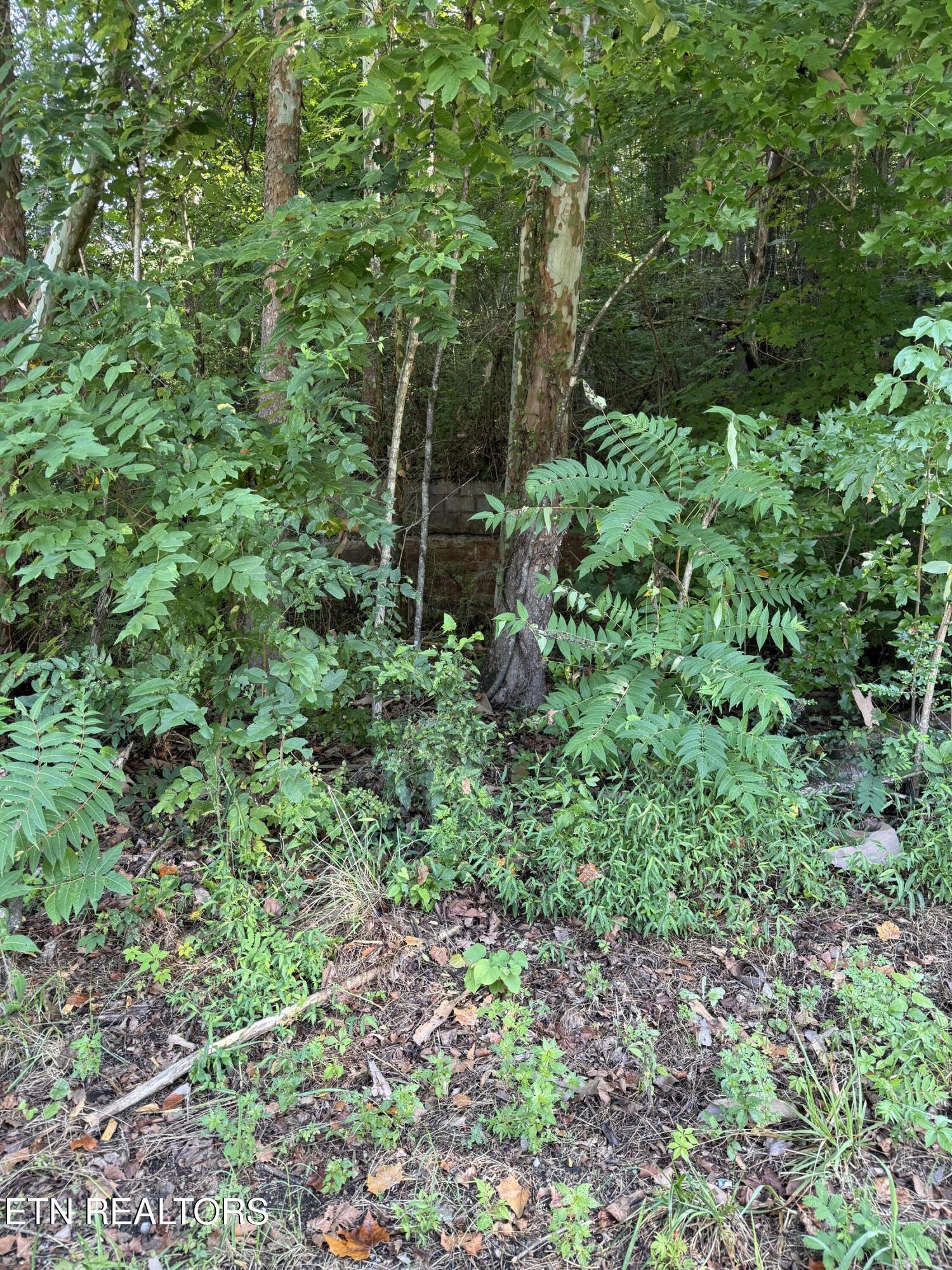 115 Hughes Hollow Road Philadelphia, TN 37846 - Photo 11 of 11 IMG_1810 (1)