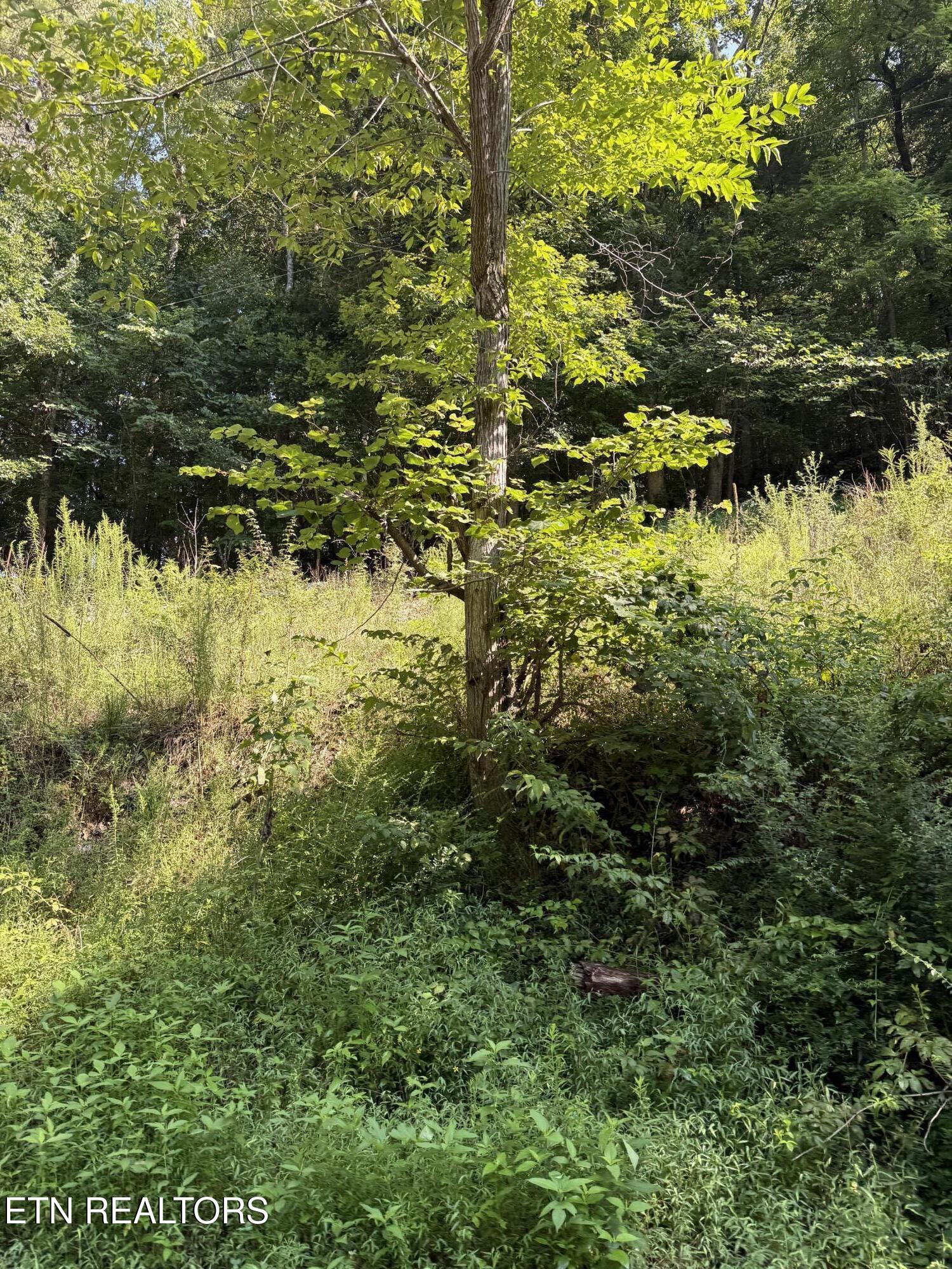 115 Hughes Hollow Road Philadelphia, TN 37846 - Photo 2 of 11 IMG_1801 (1)