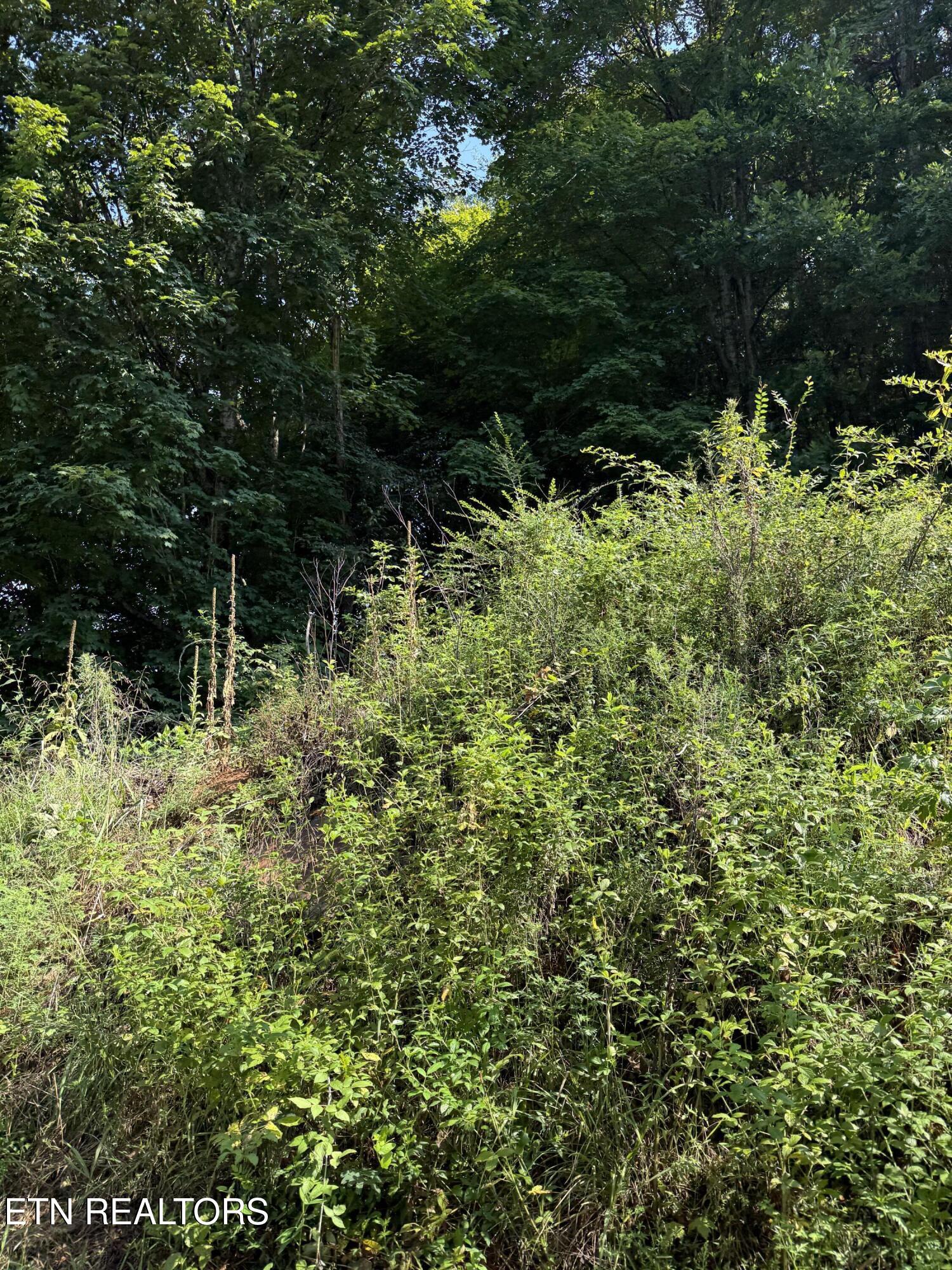 115 Hughes Hollow Road Philadelphia, TN 37846 - Photo 3 of 11 IMG_1805