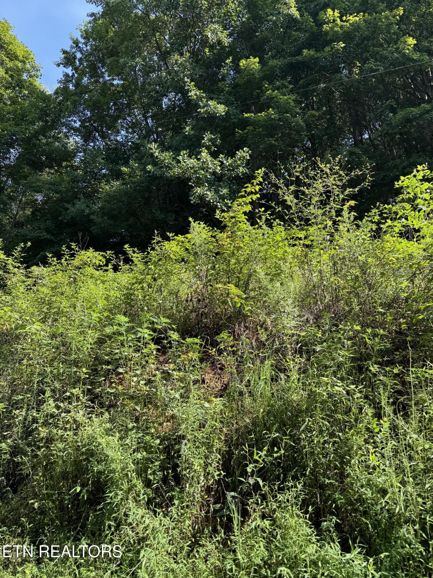 115 Hughes Hollow Road Philadelphia, TN 37846 - Photo 5 of 11 IMG_1804