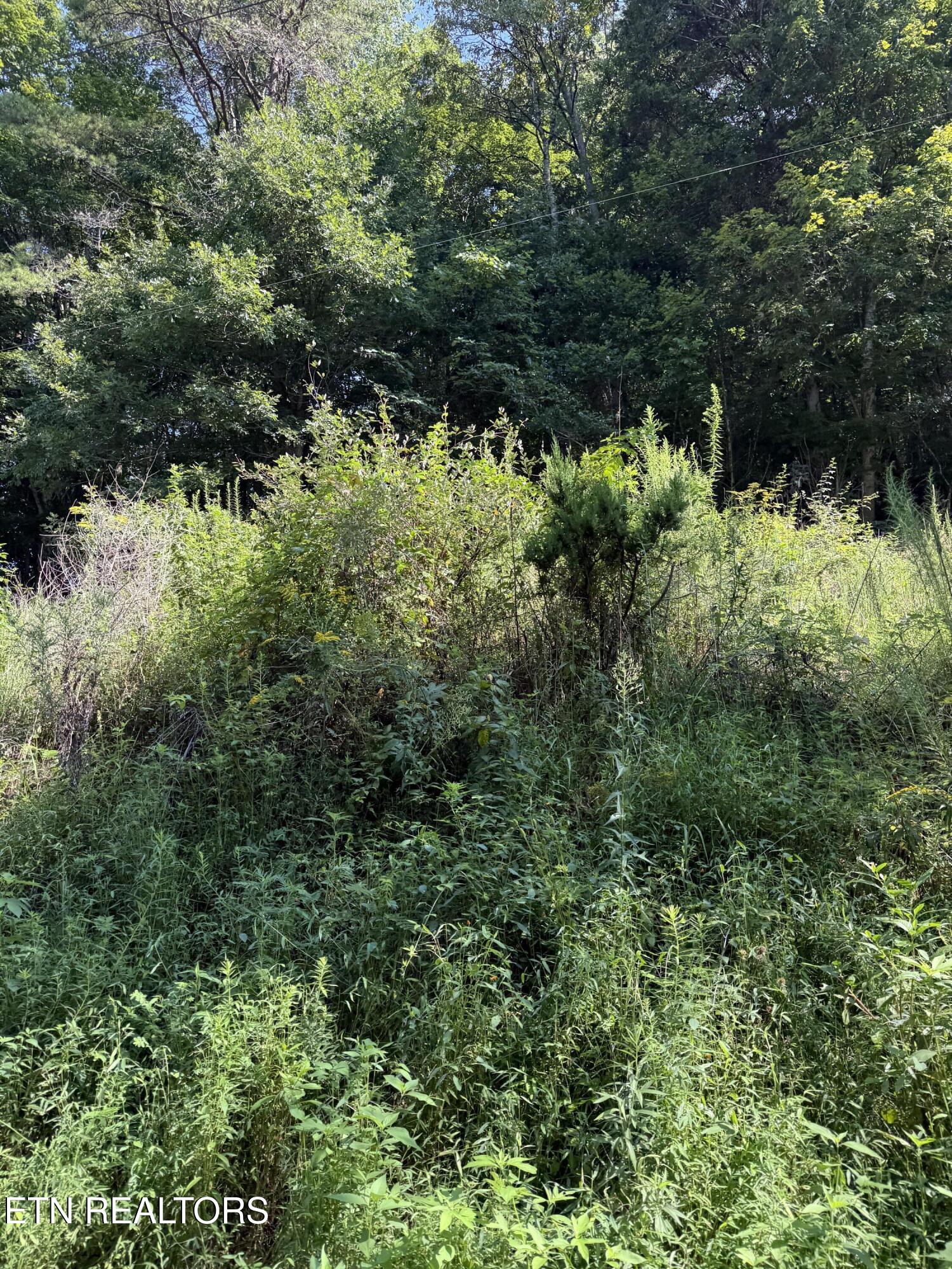 115 Hughes Hollow Road Philadelphia, TN 37846 - Photo 6 of 11 IMG_1802 (1)