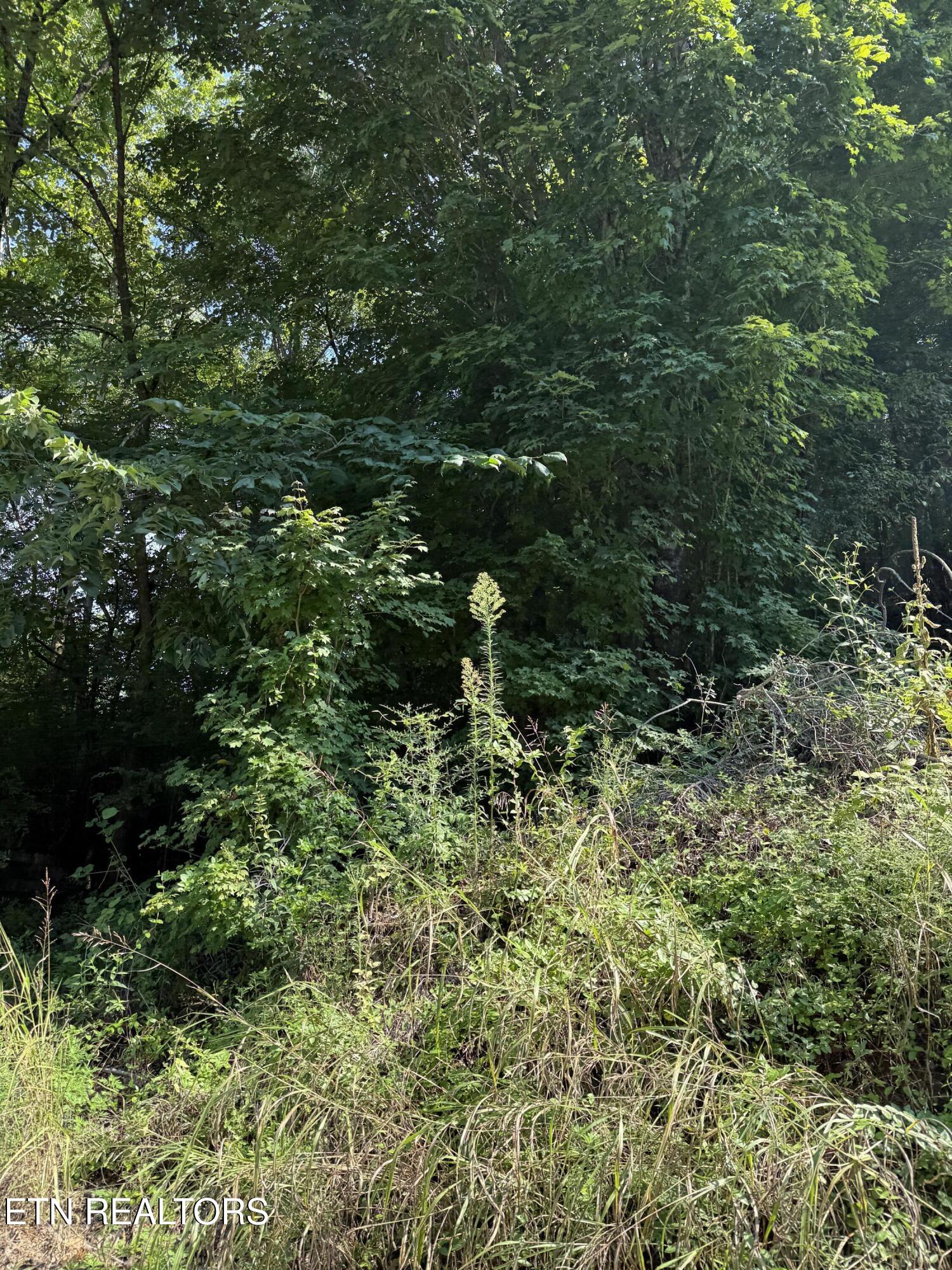 115 Hughes Hollow Road Philadelphia, TN 37846 - Photo 7 of 11 IMG_1806