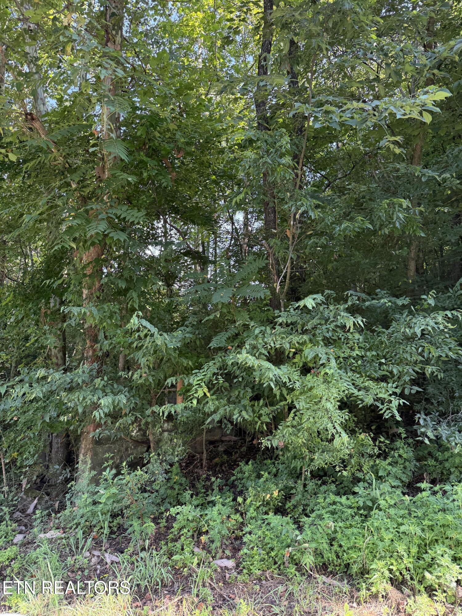 115 Hughes Hollow Road Philadelphia, TN 37846 - Photo 8 of 11 IMG_1807 (1)