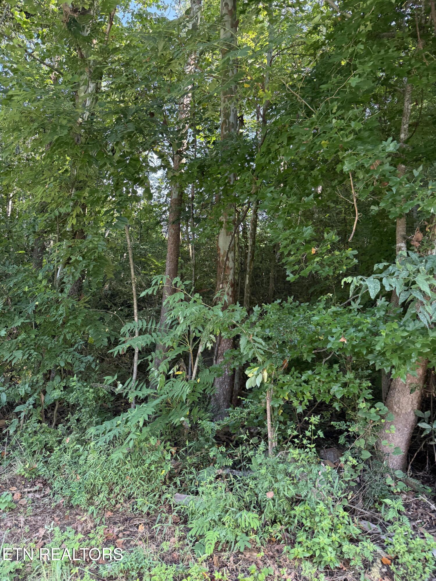 115 Hughes Hollow Road Philadelphia, TN 37846 - Photo 9 of 11 IMG_1808