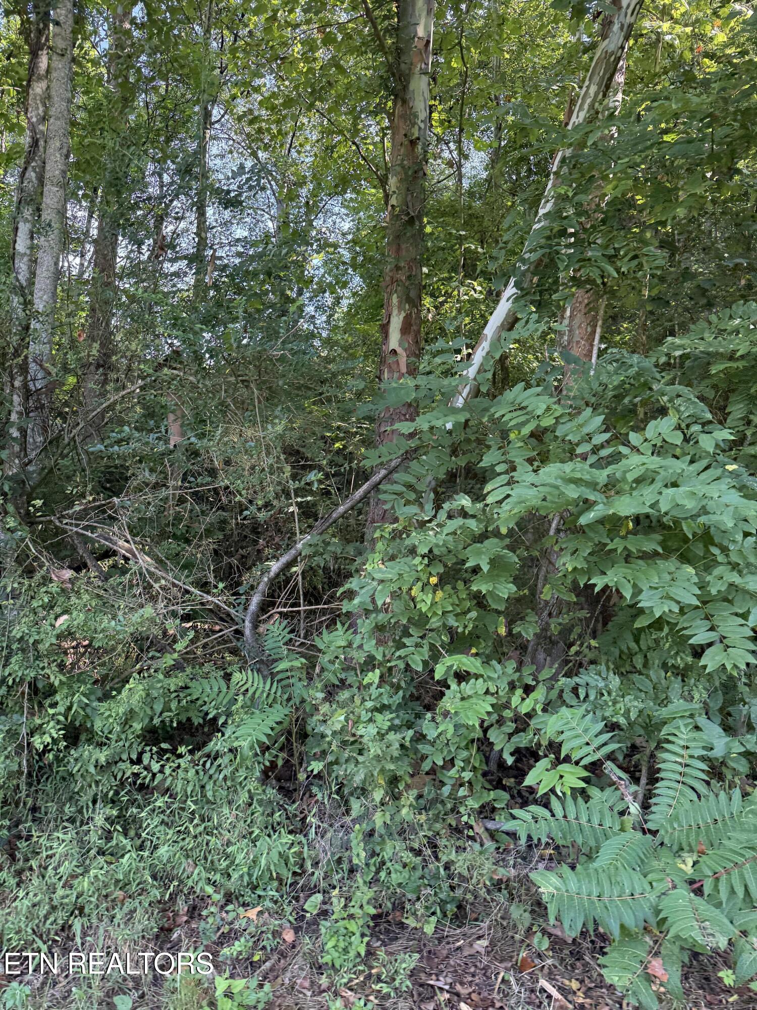 115 Hughes Hollow Road Philadelphia, TN 37846 - Photo 10 of 11 IMG_1809