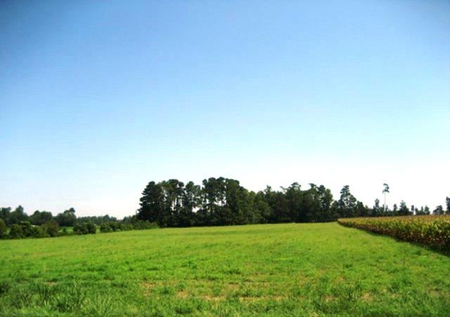 Tbd Elliott Road Green Sea, SC 29545 - Photo 2 of 4 Gallery Image 2