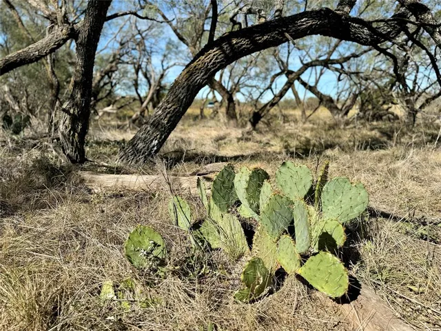 a view of a yard covered with trees