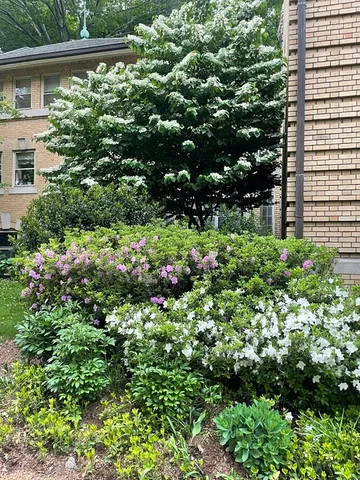 a view of a garden with plants