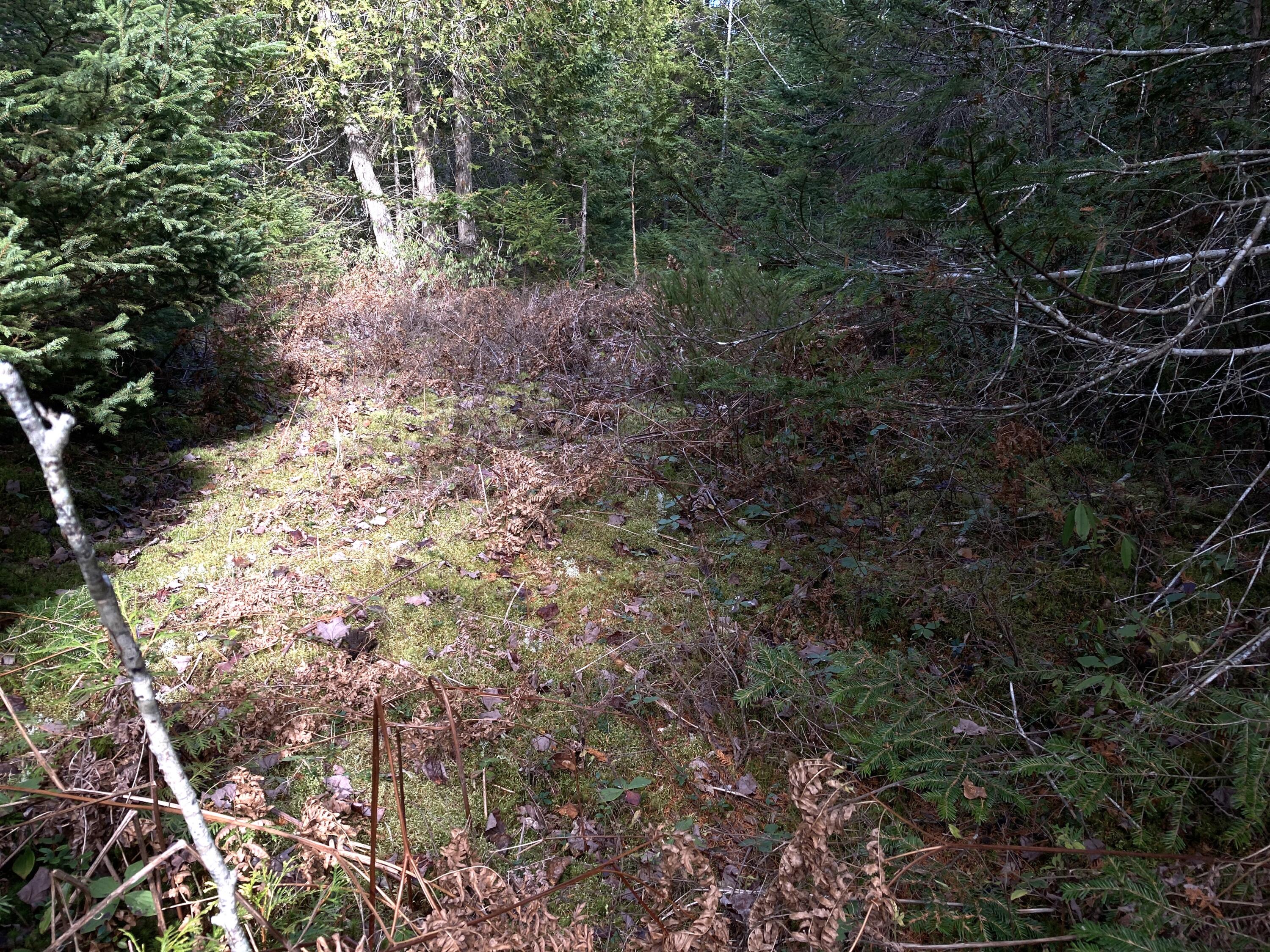 Lot 5-a Pond Road Gouldsboro, ME 04607 - Photo 9 of 19 IMG_1398
