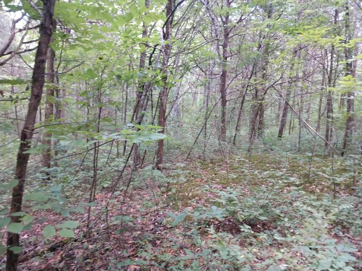 2366 Tracy Road Watertown, TN 37184 - Photo 15 of 25 a backyard of a house with lots of green space